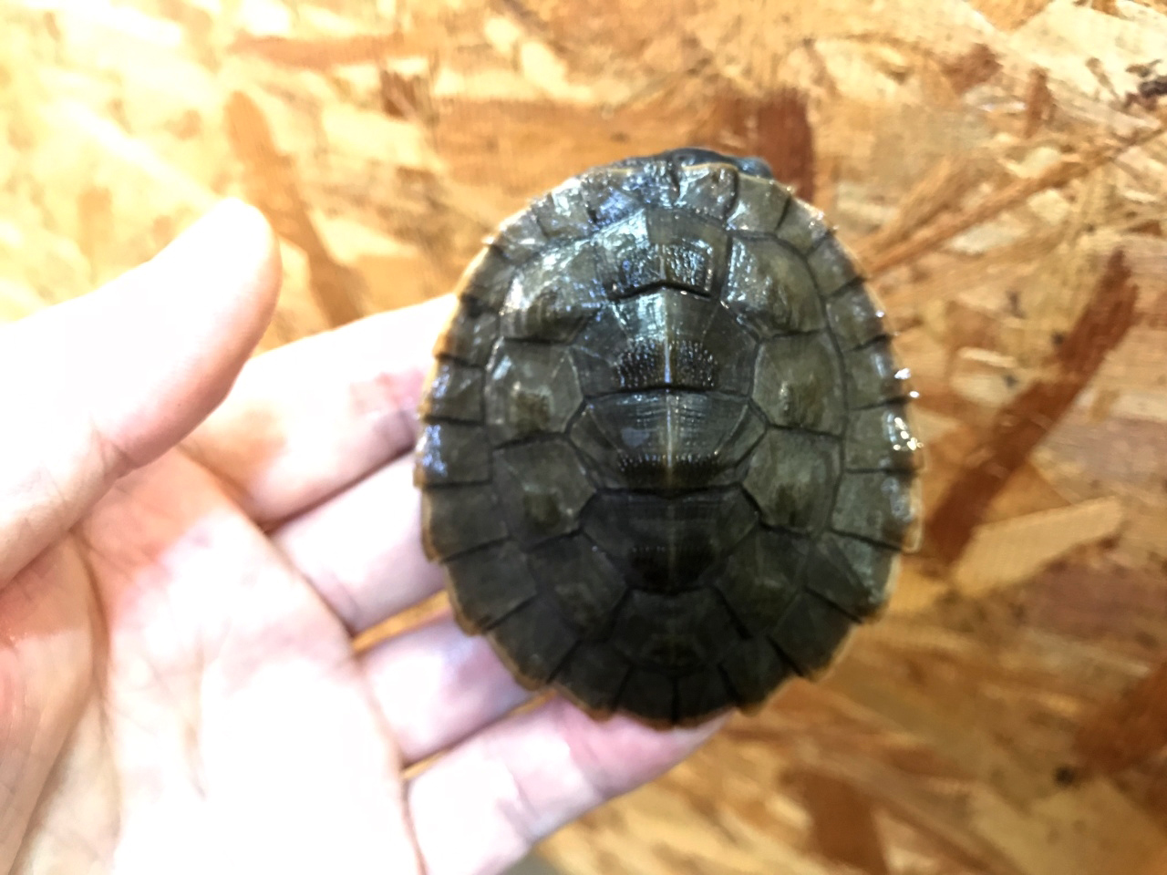 キンバリーアカミミマゲクビガメ(5)