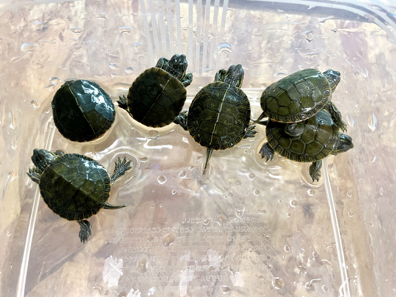 セイブニシキガメ(4)