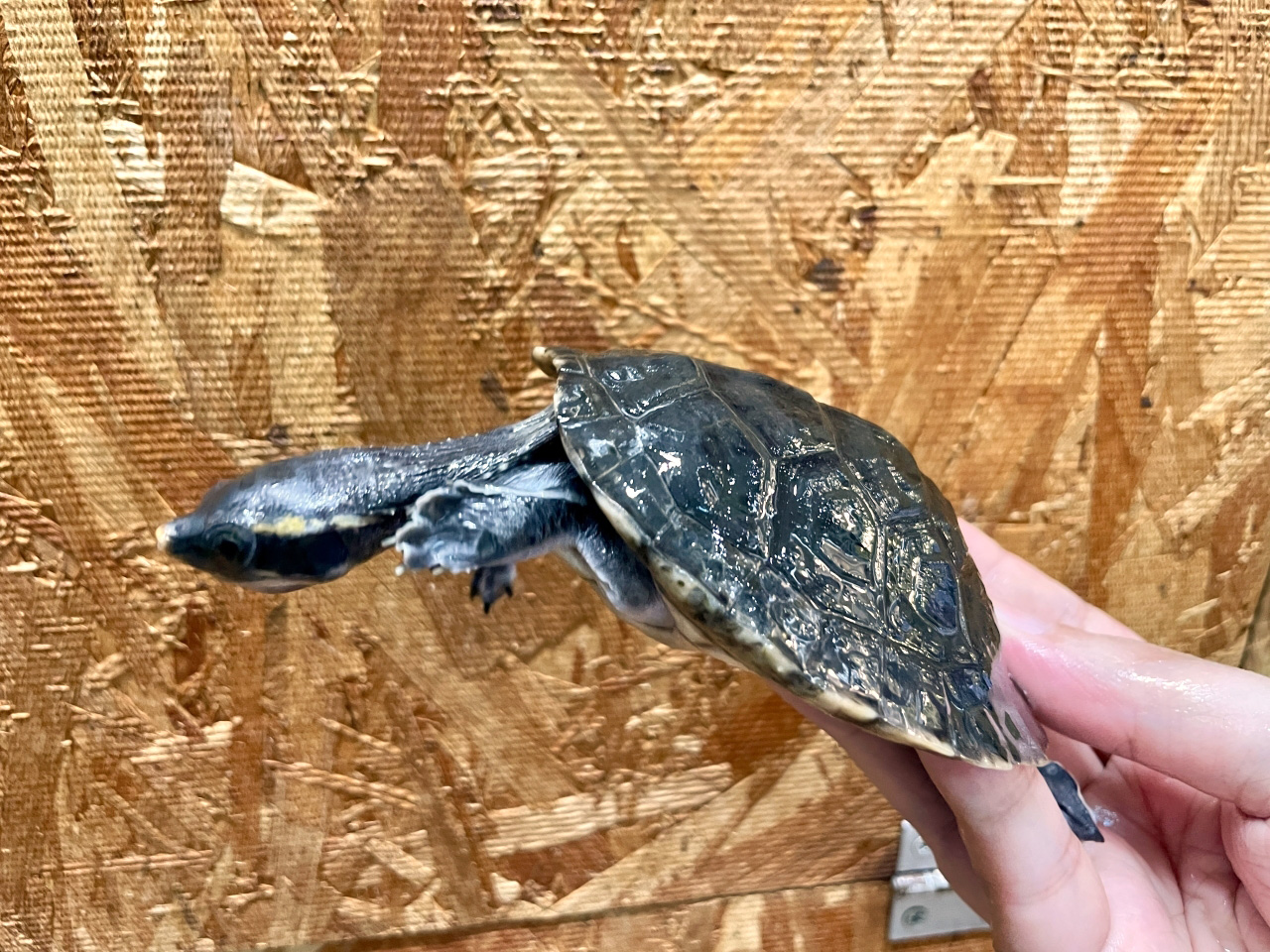 メキシコカワガメ(7)