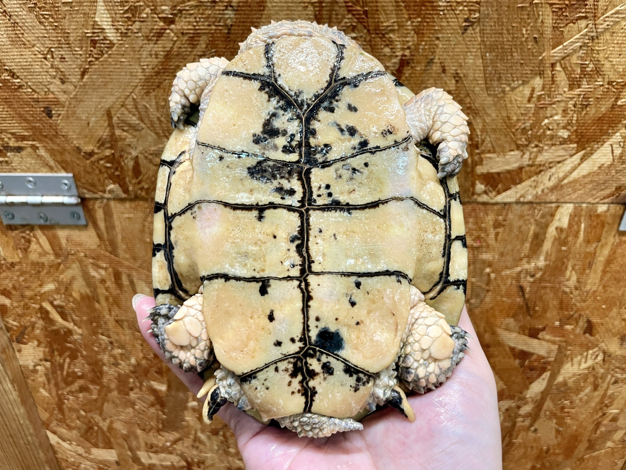 トゲモモヘビクビガメ(4)