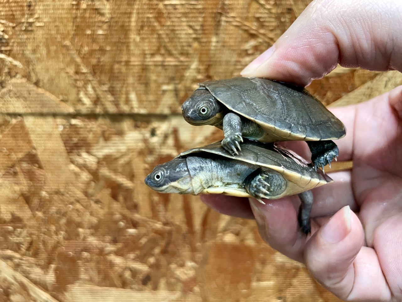 アフリカヌマヨコクビガメ(7)