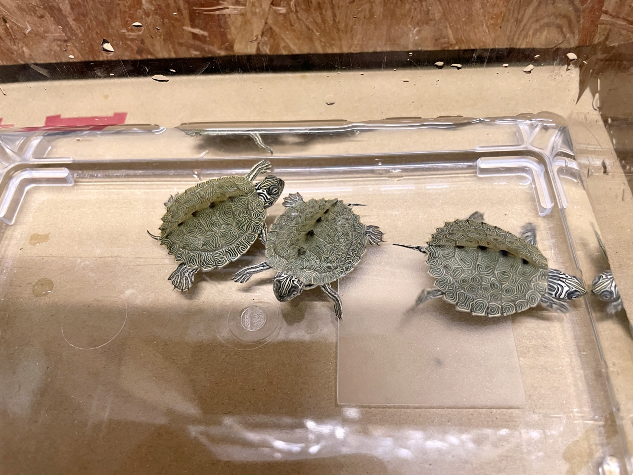 ケイグルチズガメ(11)