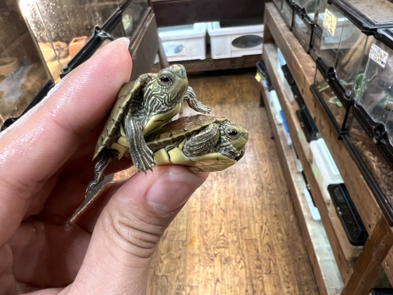 ヒラチズガメ(7)