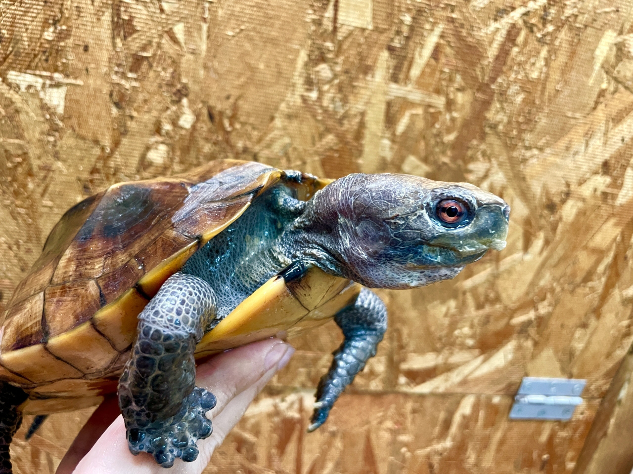 ムオヒラセガメ(6)