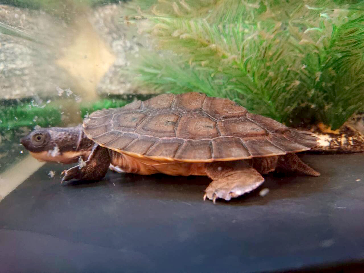 サウスイリアンカブトガメ(7)