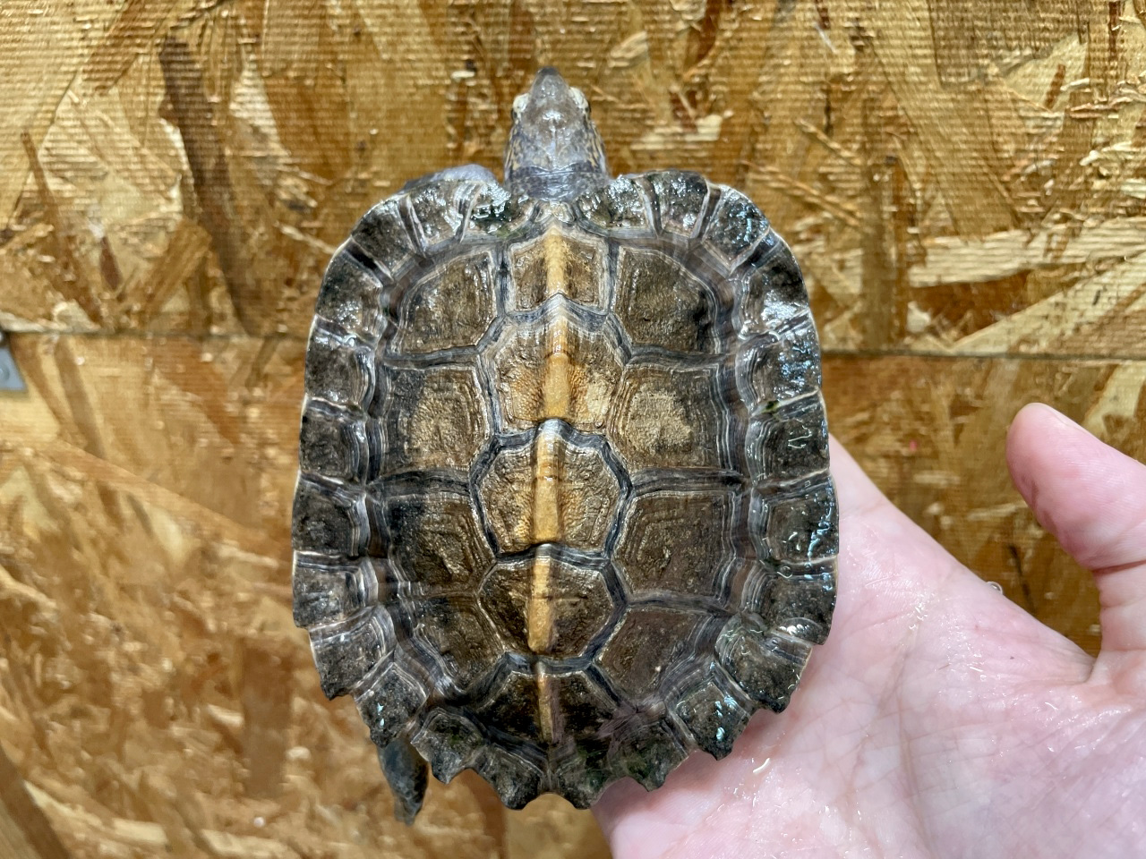 オオヤマガメ(5)