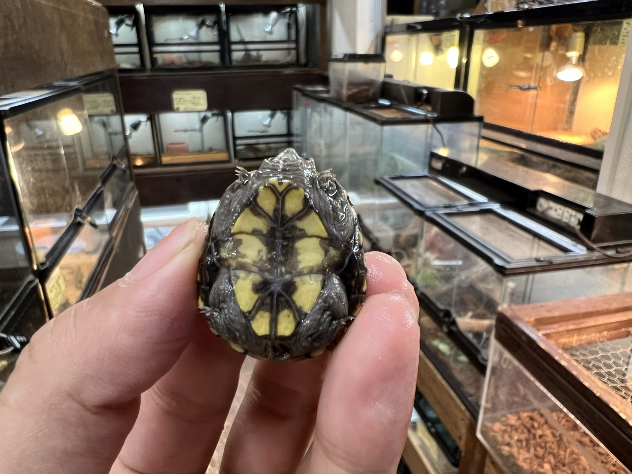 トウブドロガメ(8)