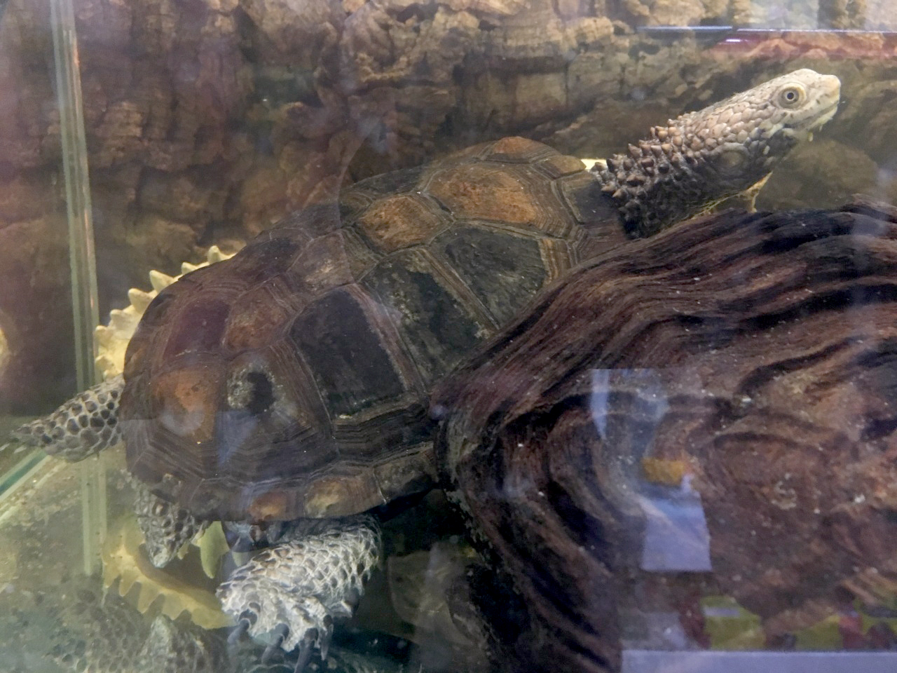 クロハラヘビクビガメ(1)