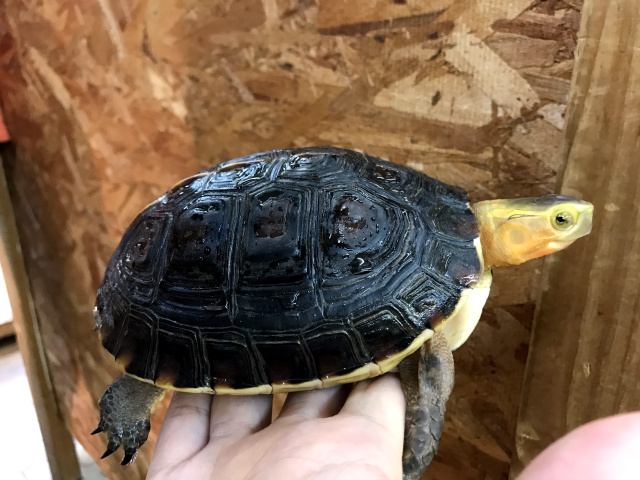 チュウゴクセマルハコガメ