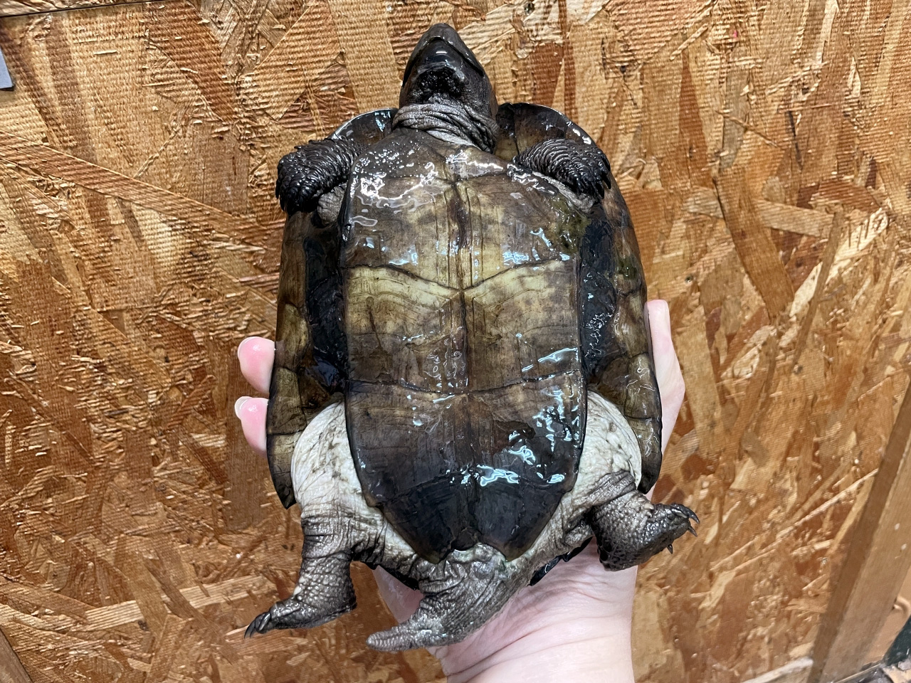 ホオジロクロガメ(4)