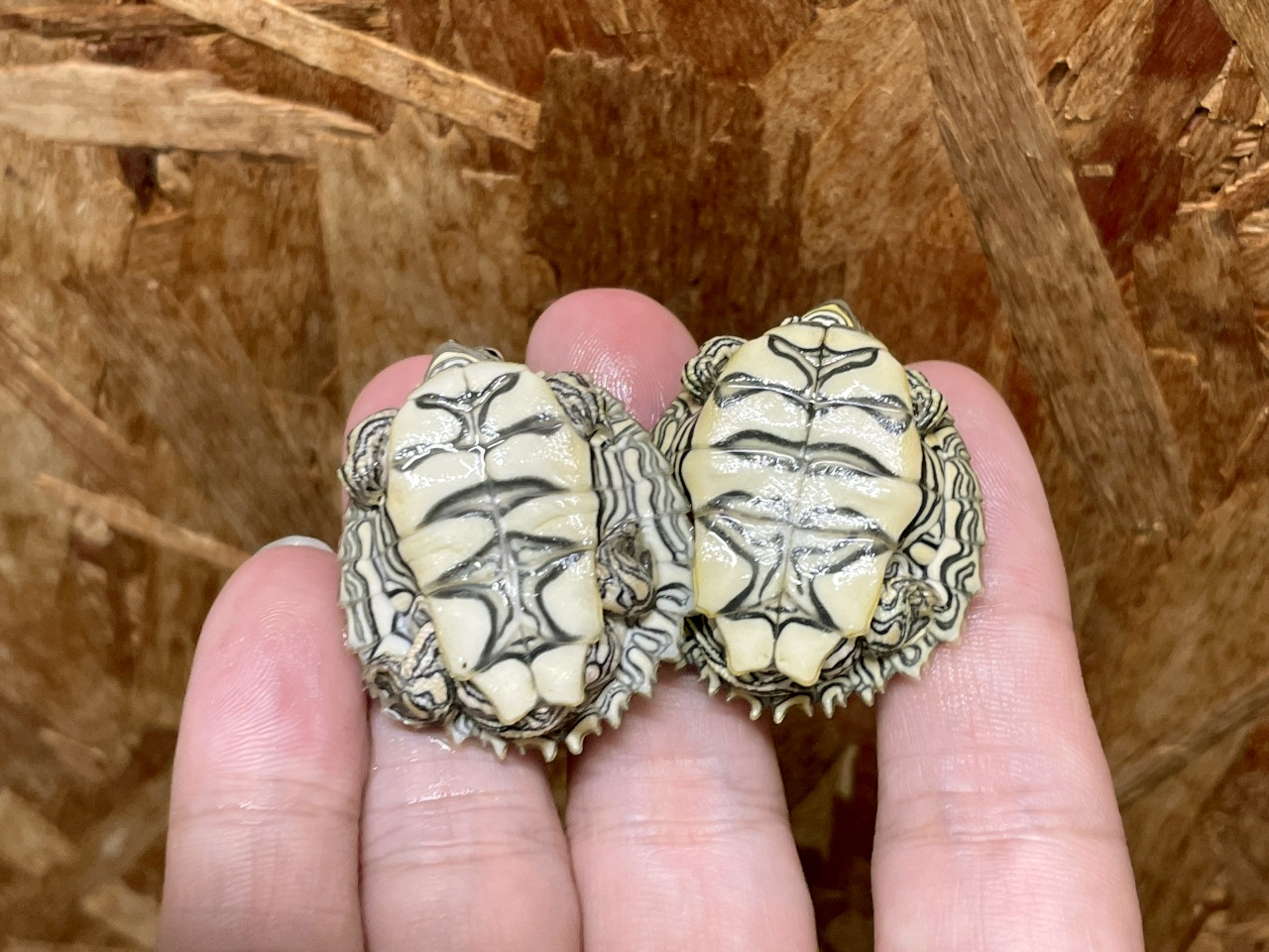 ケイグルチズガメ(4)