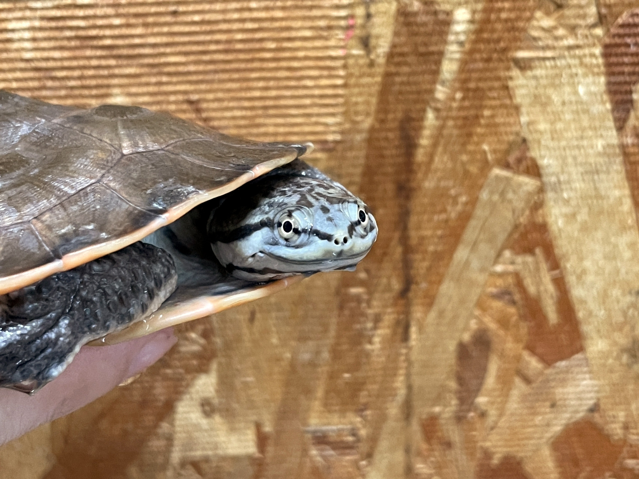 キタジェフロアカエルガメ(3)