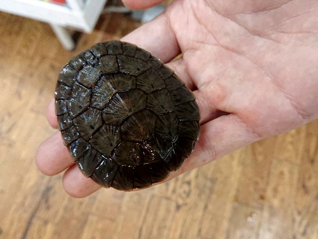 ニューギニアカブトガメ