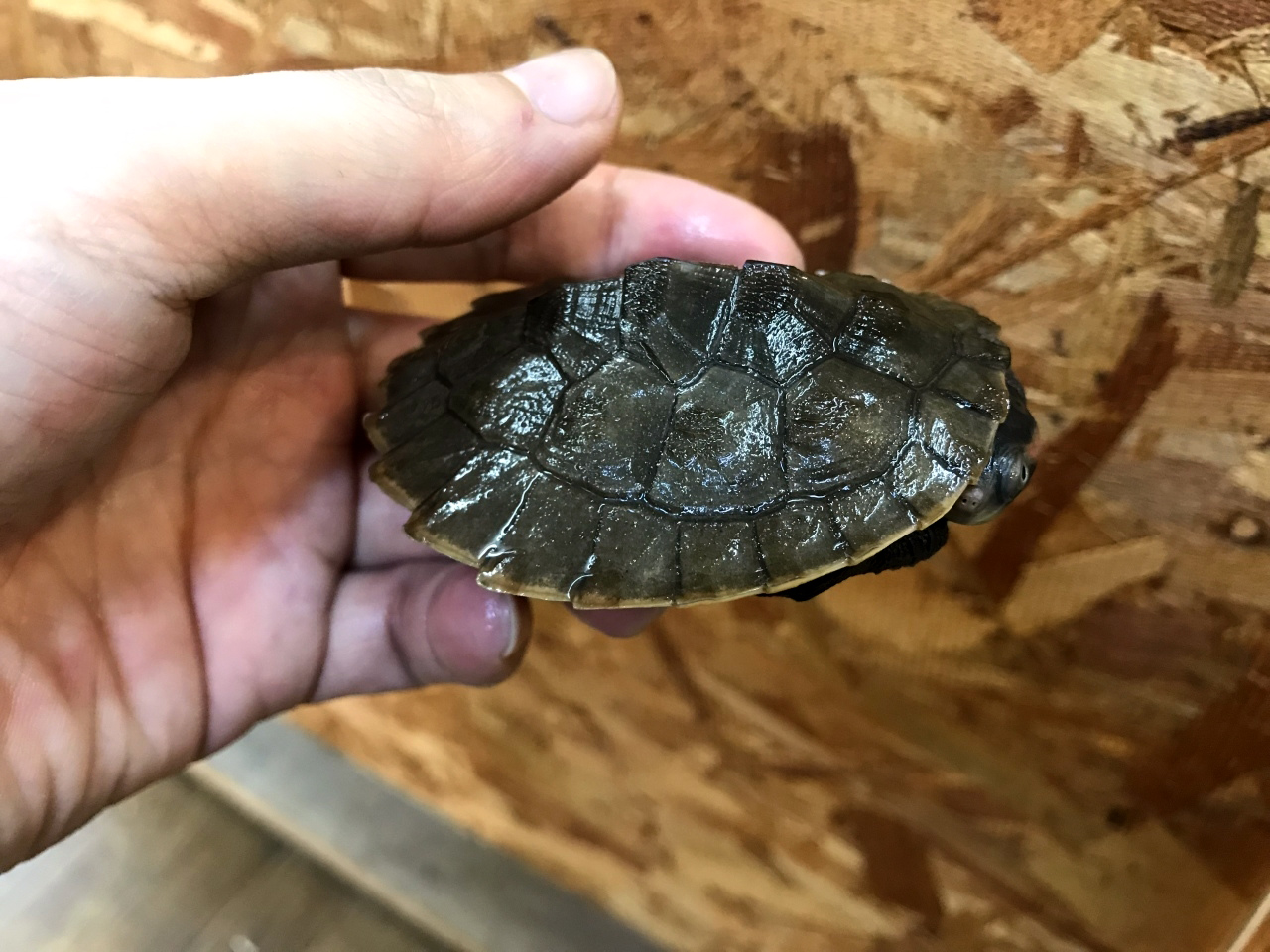 キンバリーアカミミマゲクビガメ(6)