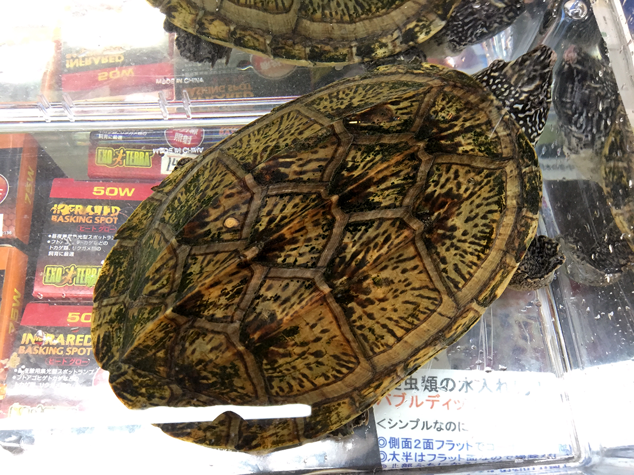 ジャイアントマスクタートル ジャイアントマスクタートル