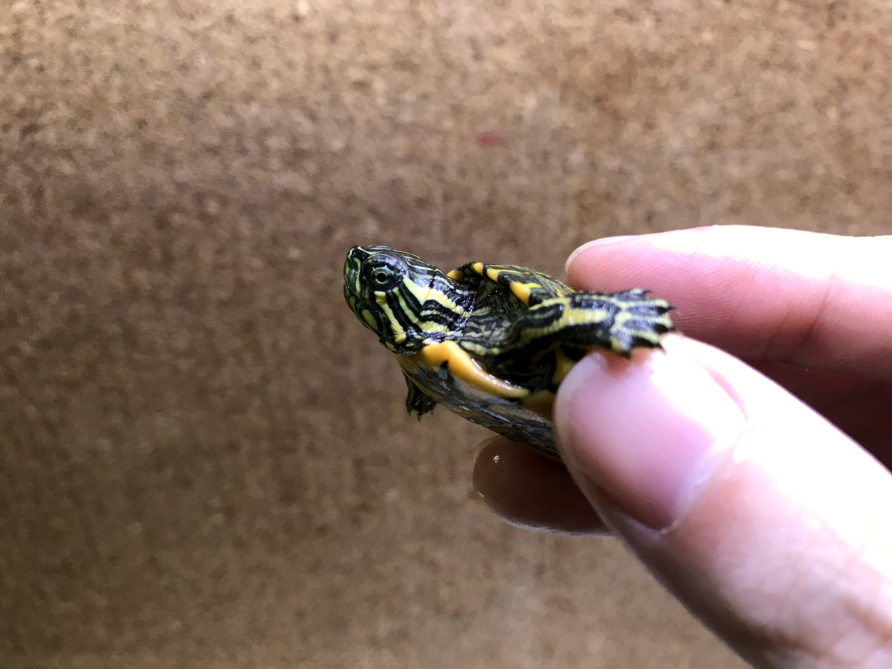 アルゼンチンクジャクガメ(7)