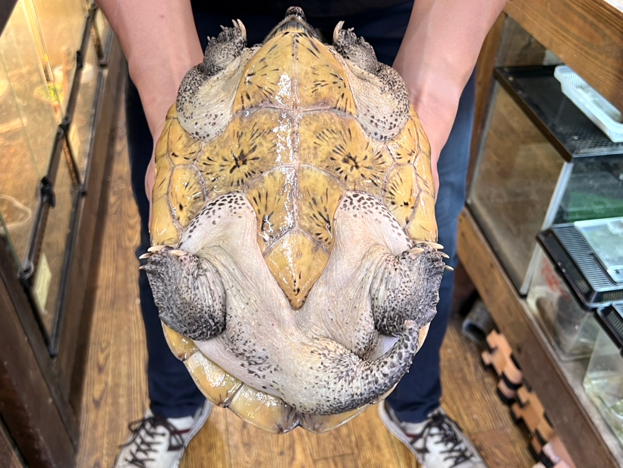 ジャイアントマスクタートル(12)