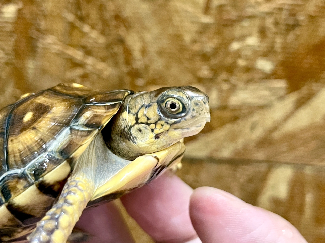 トウブハコガメ(11)