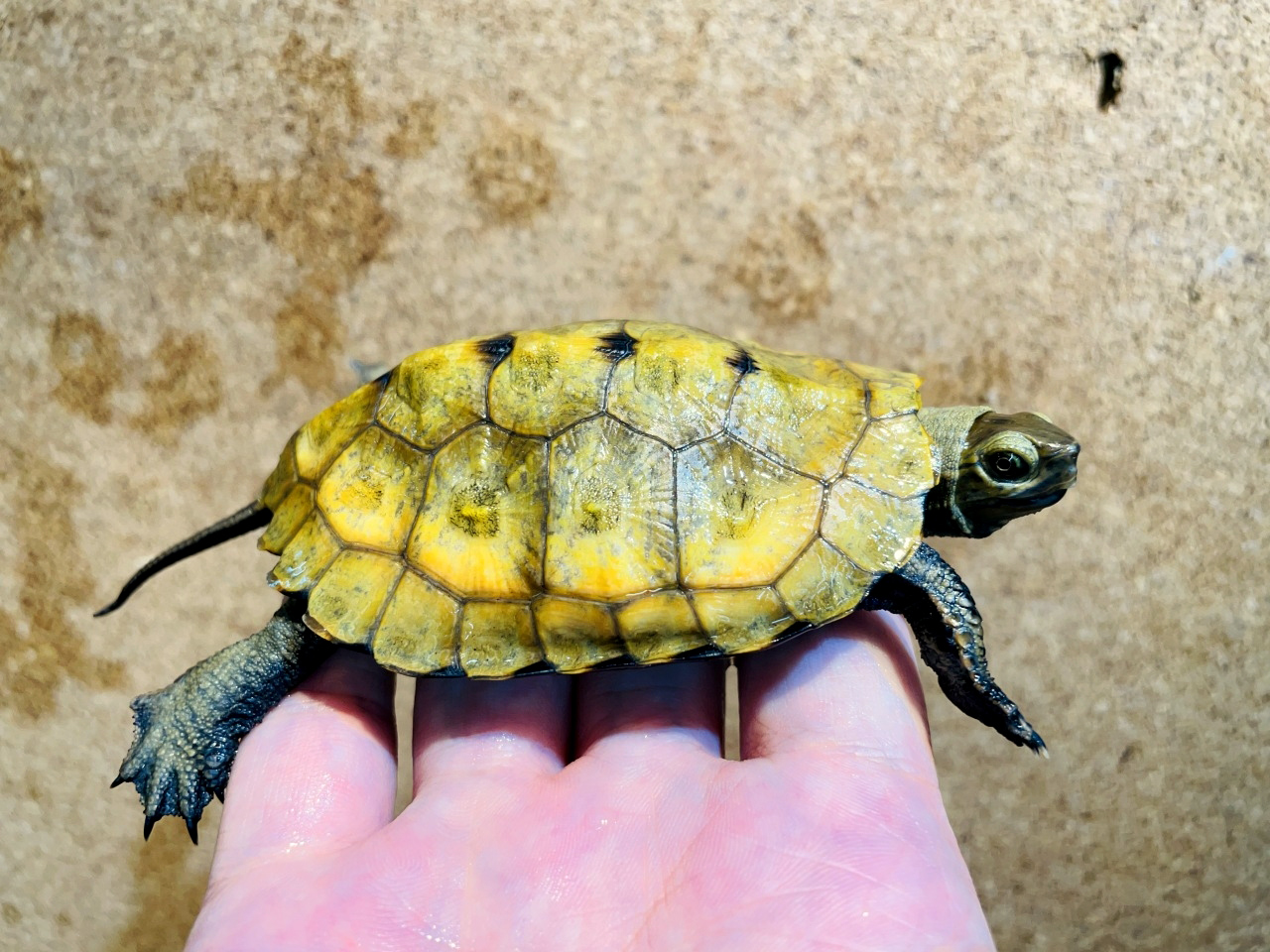 ニホンイシガメ(8)