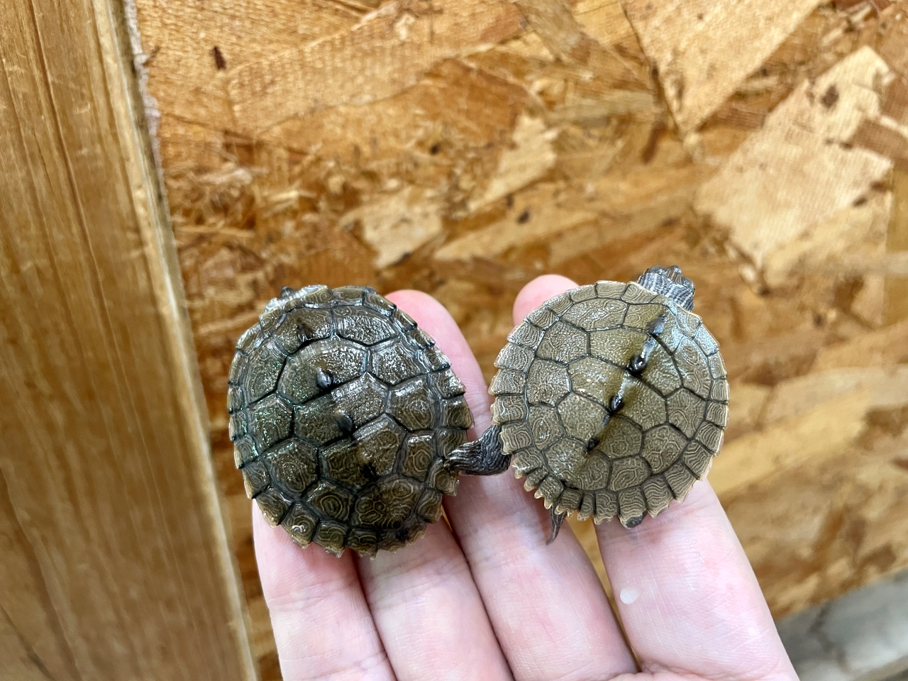 ニセチズガメ(1)