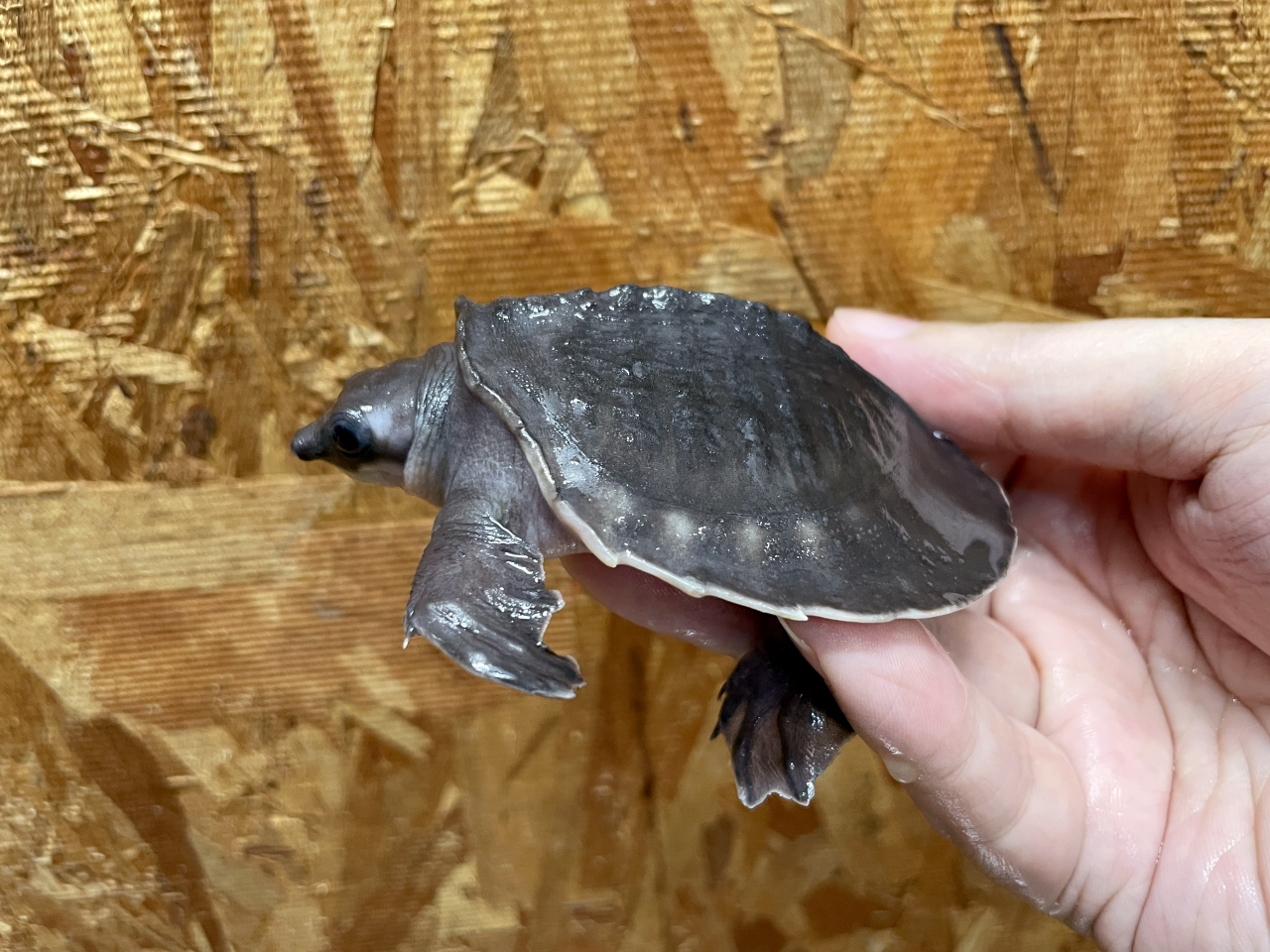 スッポンモドキ(10)