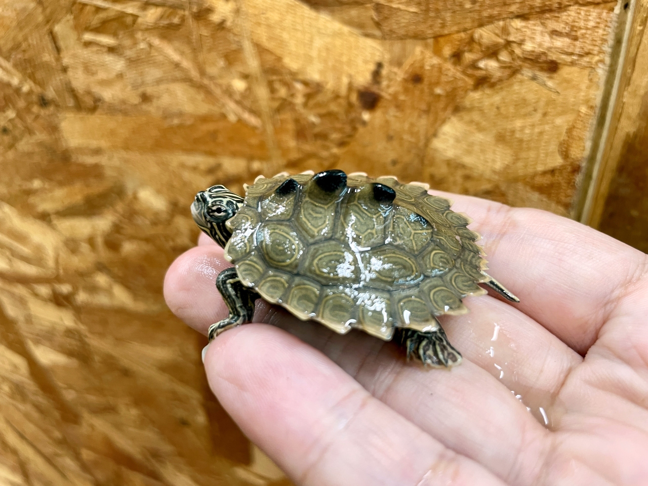 デルタクロコブチズガメ(1)