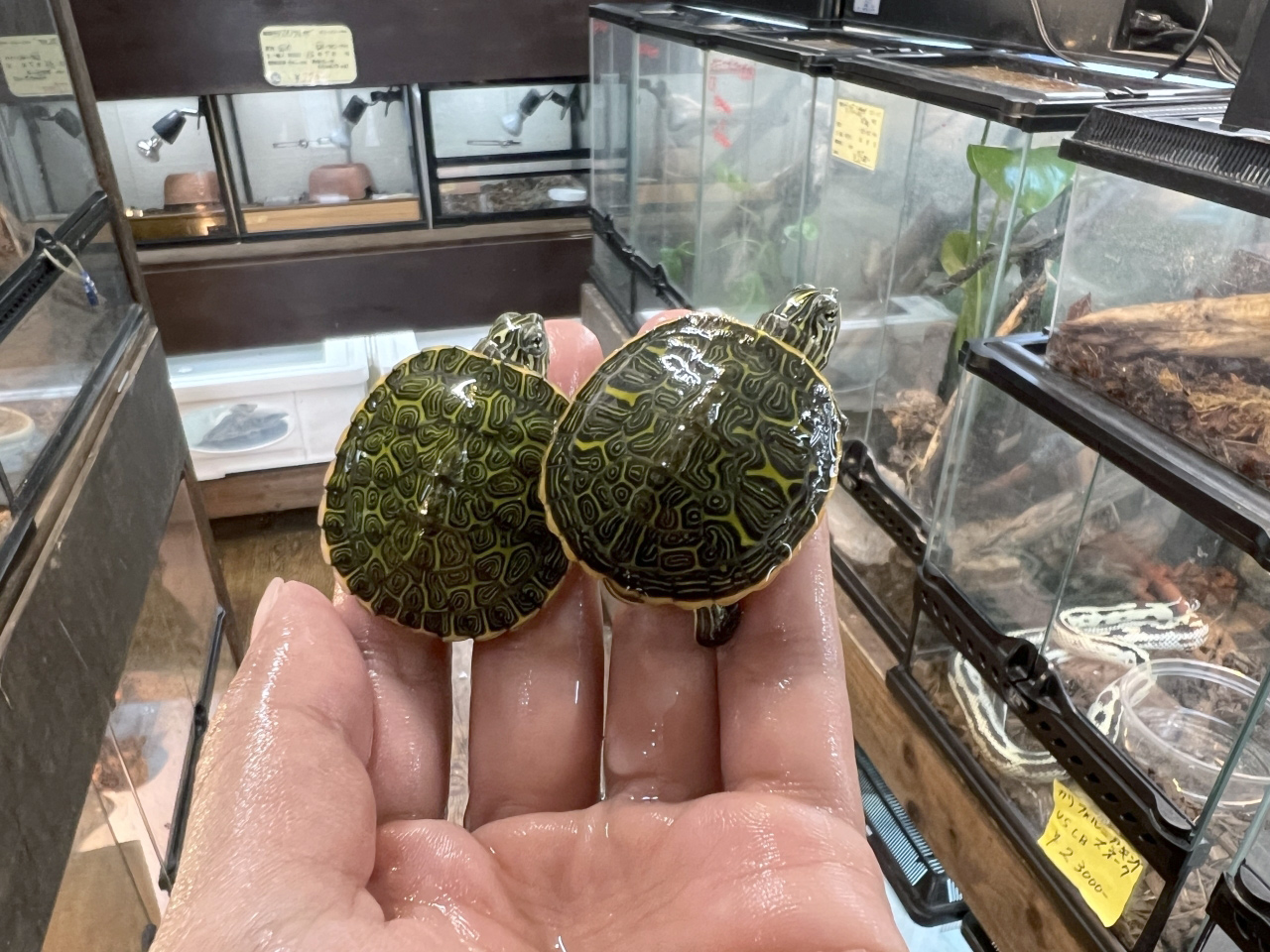 アラバマアカハラガメ(9)