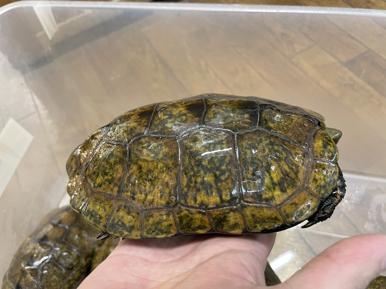 ニホンイシガメ(6)