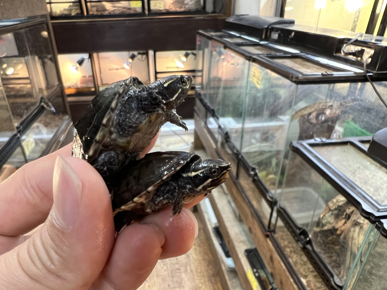 ミシシッピニオイガメ(12)