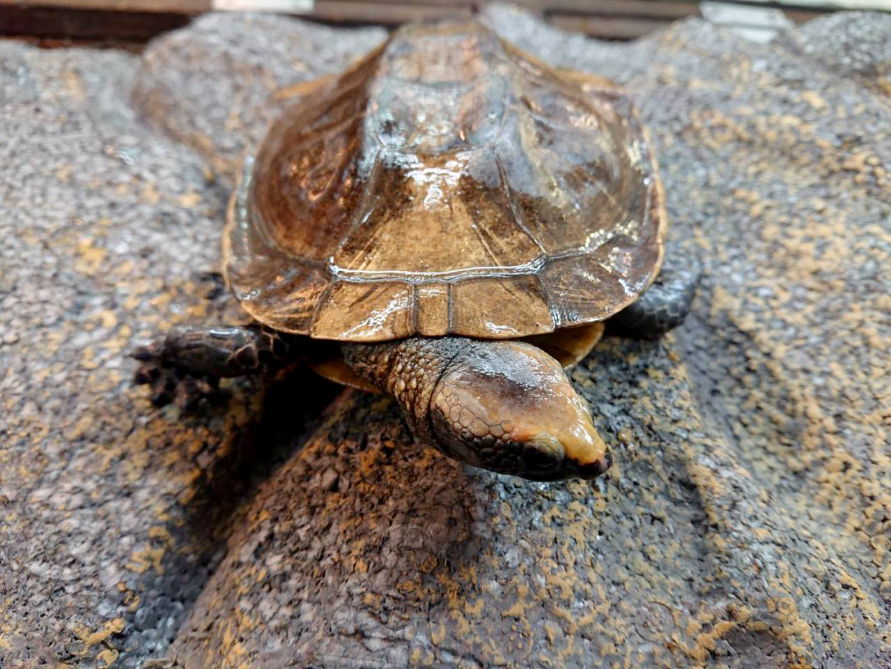 ズアカヒラタヘビクビガメ(2)