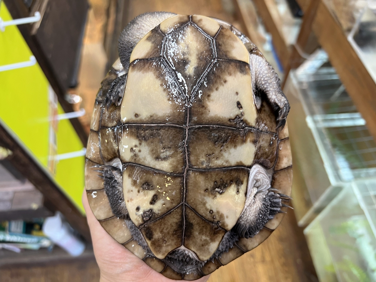 マッコードナガクビガメ(4)