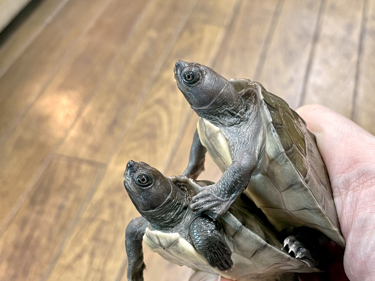 カラグールガメ(6)