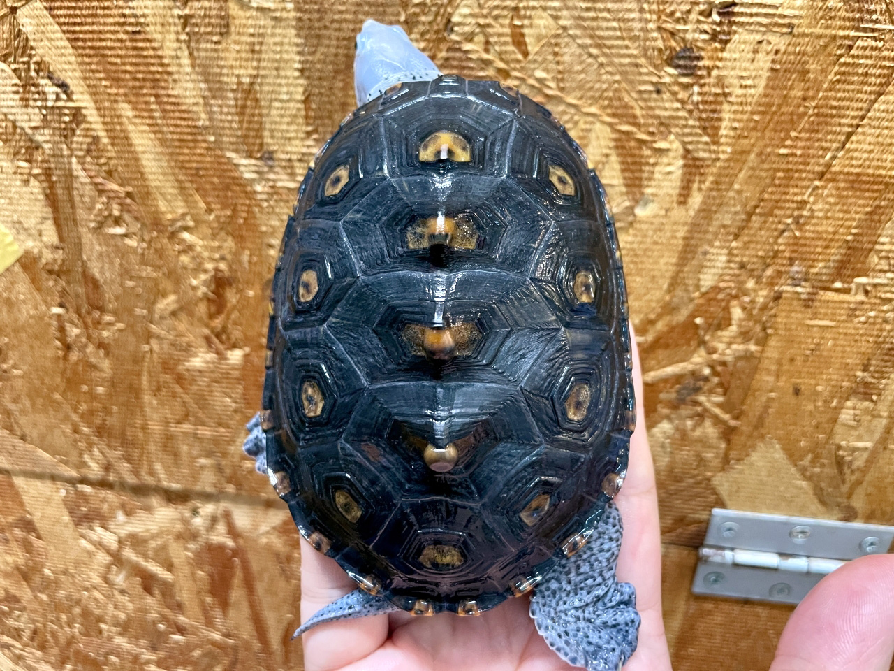 オルナータダイヤモンドバックテラピン(9)