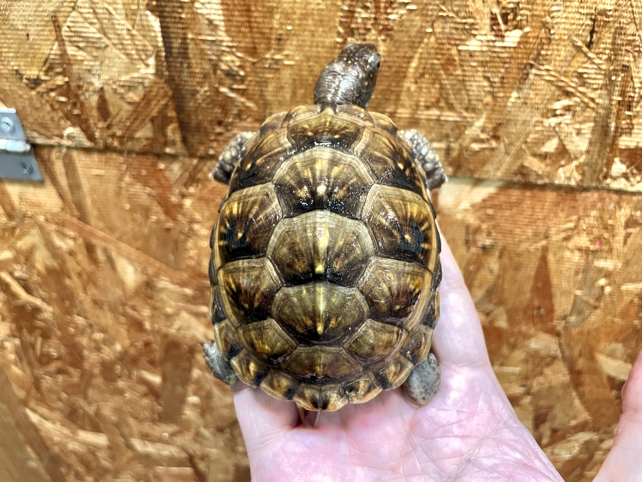 ミツユビハコガメ(5)