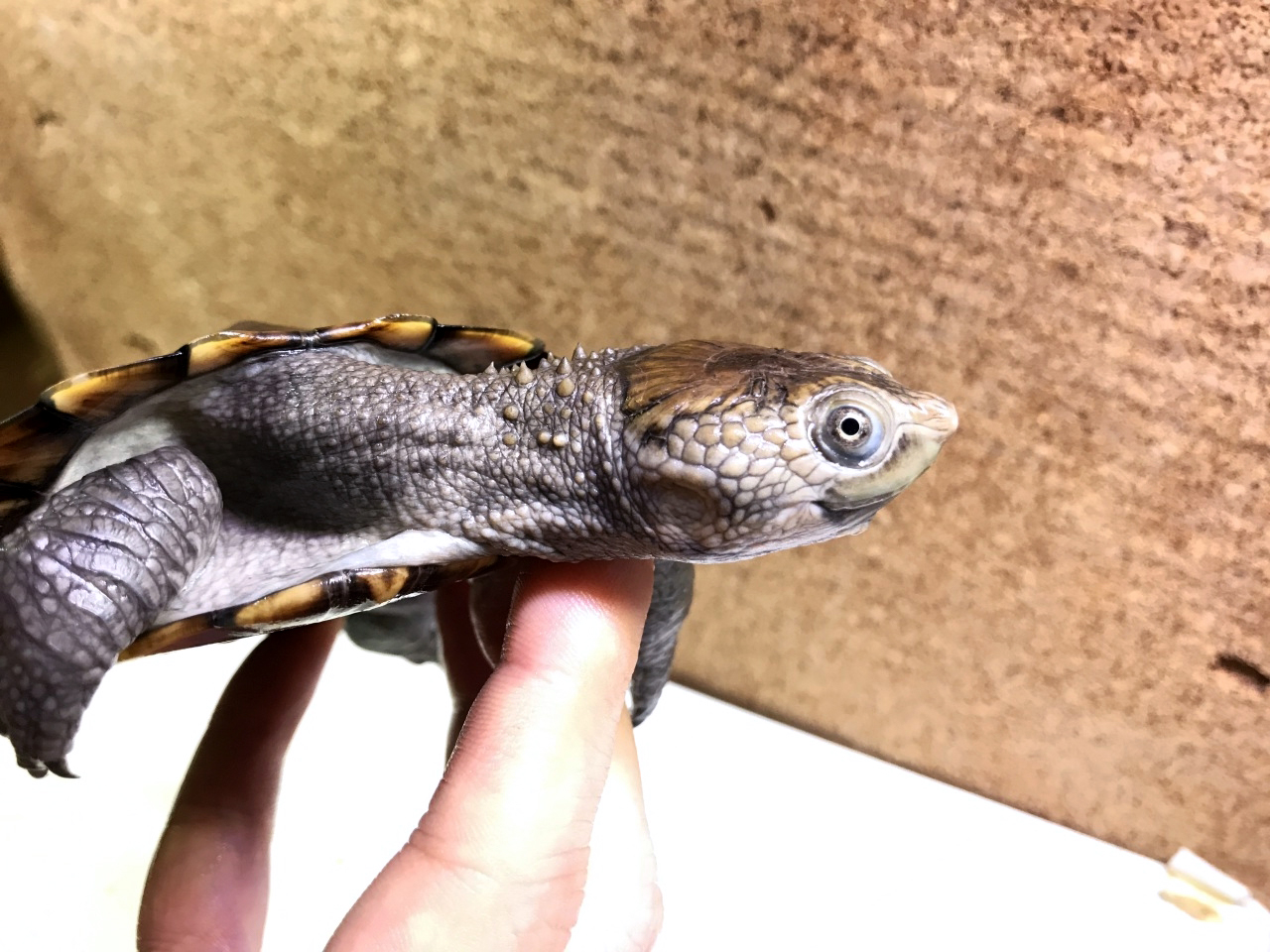 シロガオカブトガメ(4)