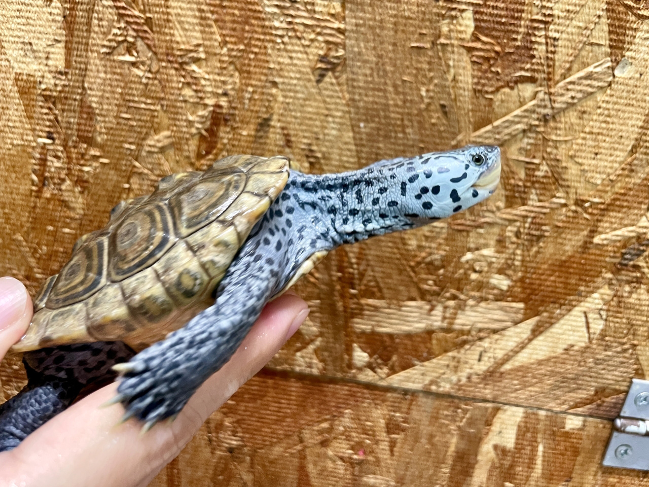 カロリナダイヤモンドバックテラピン(7)