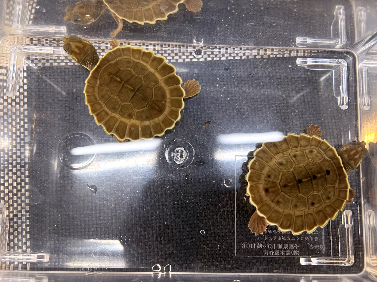 ブランデルカブトガメ(4)