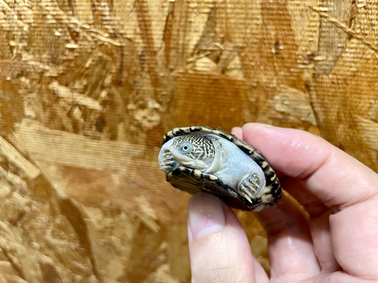 トゥルカナハコヨコクビガメ(7)