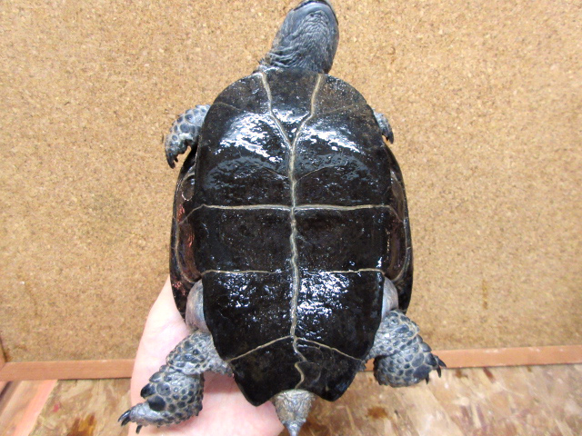 クロハラヘビクビガメ(10)