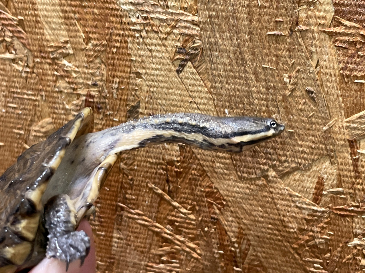 ギザミネヘビクビガメ(3)