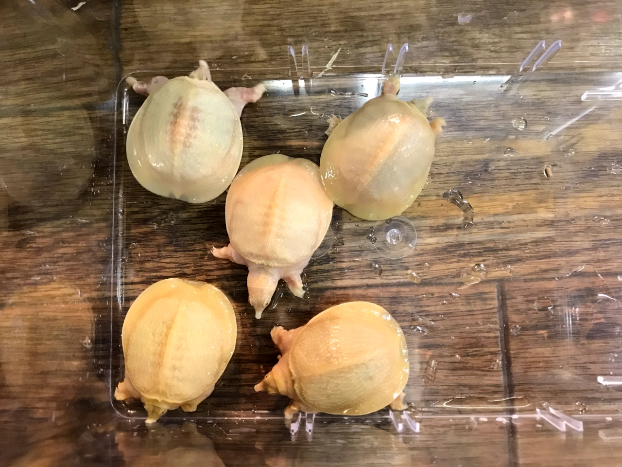 シナスッポン(6)