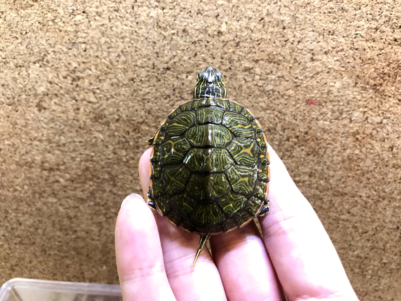 アラバマアカハラガメ(5)