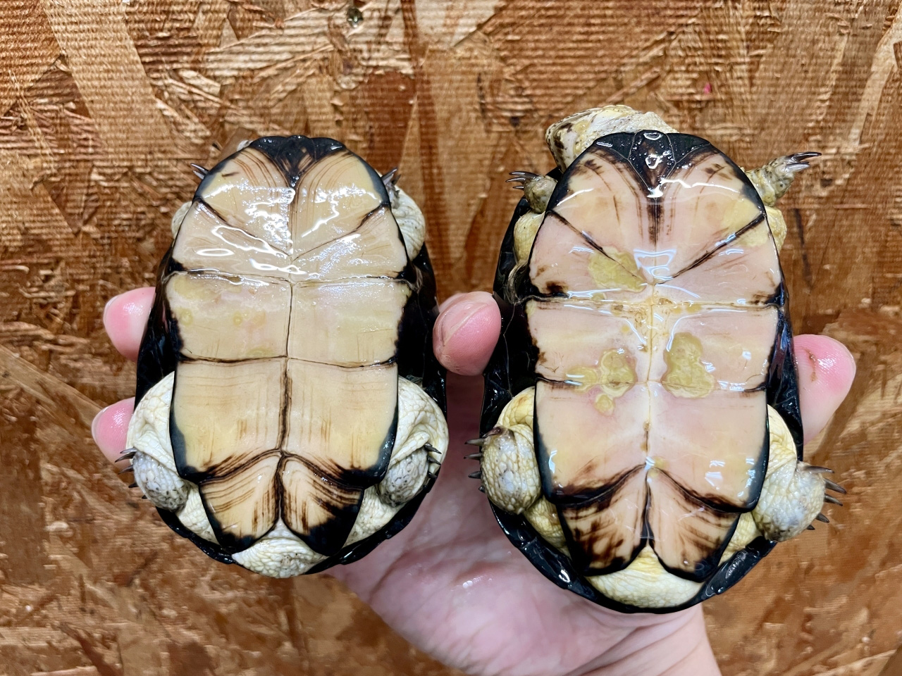 ヒメハコヨコクビガメ(12)