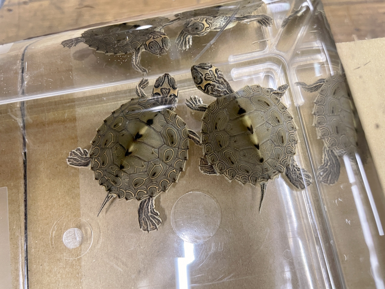 バーバーチズガメ(7)