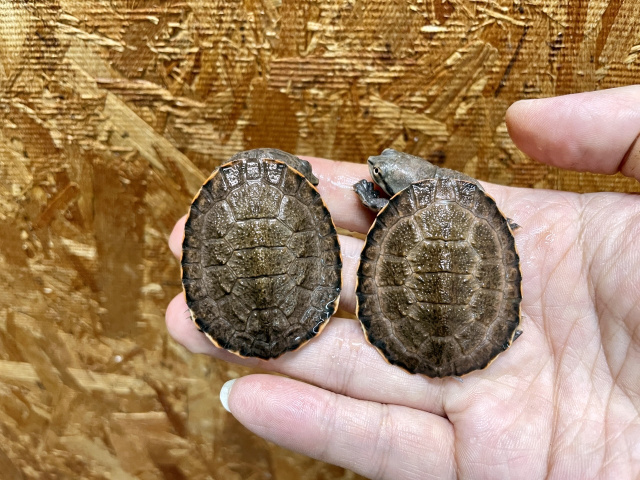 ジェフロアカエルガメ