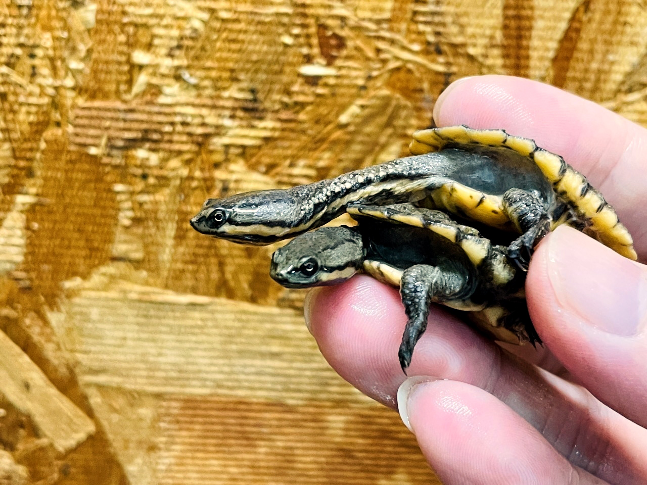 ギザミネヘビクビガメ(10)