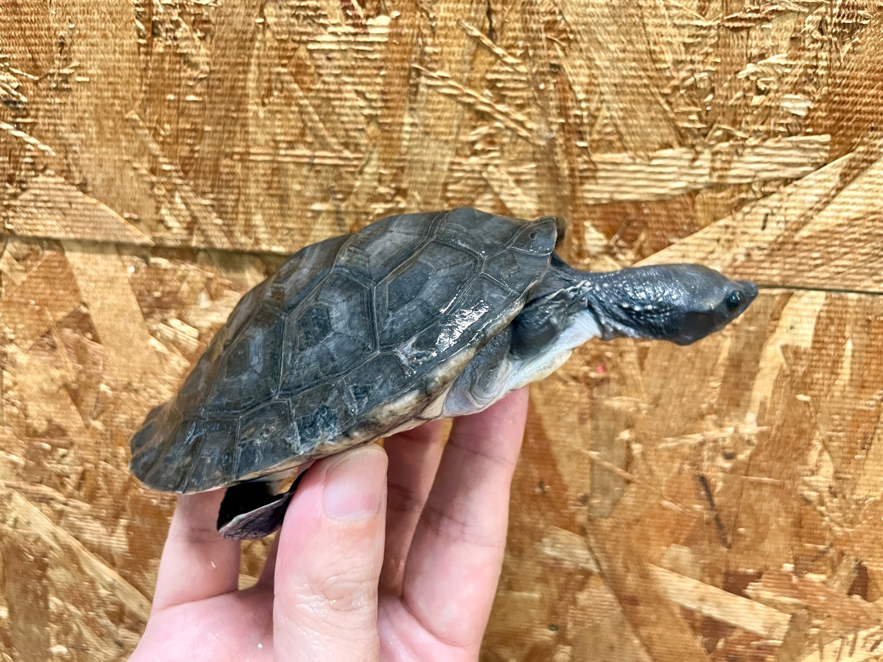 メキシコカワガメ(3)