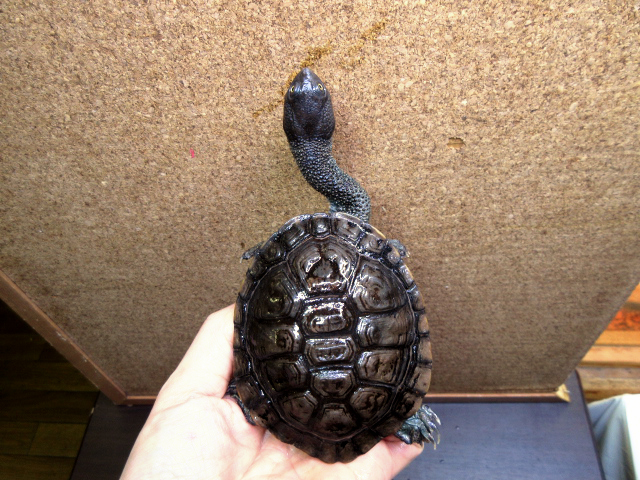 オーストラリアナガクビガメ(9)