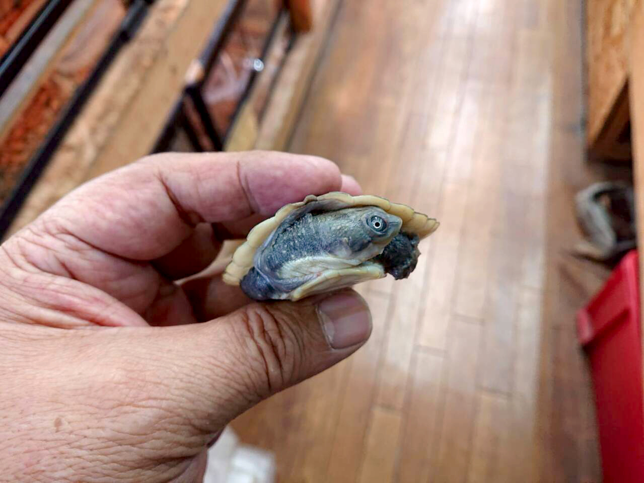 ニューギニアカブトガメ(3)