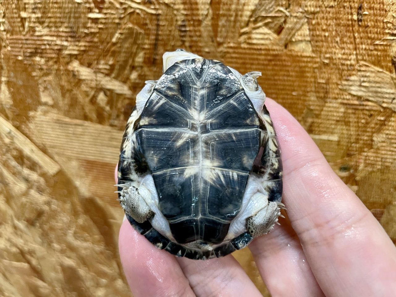 トゥルカナハコヨコクビガメ(8)